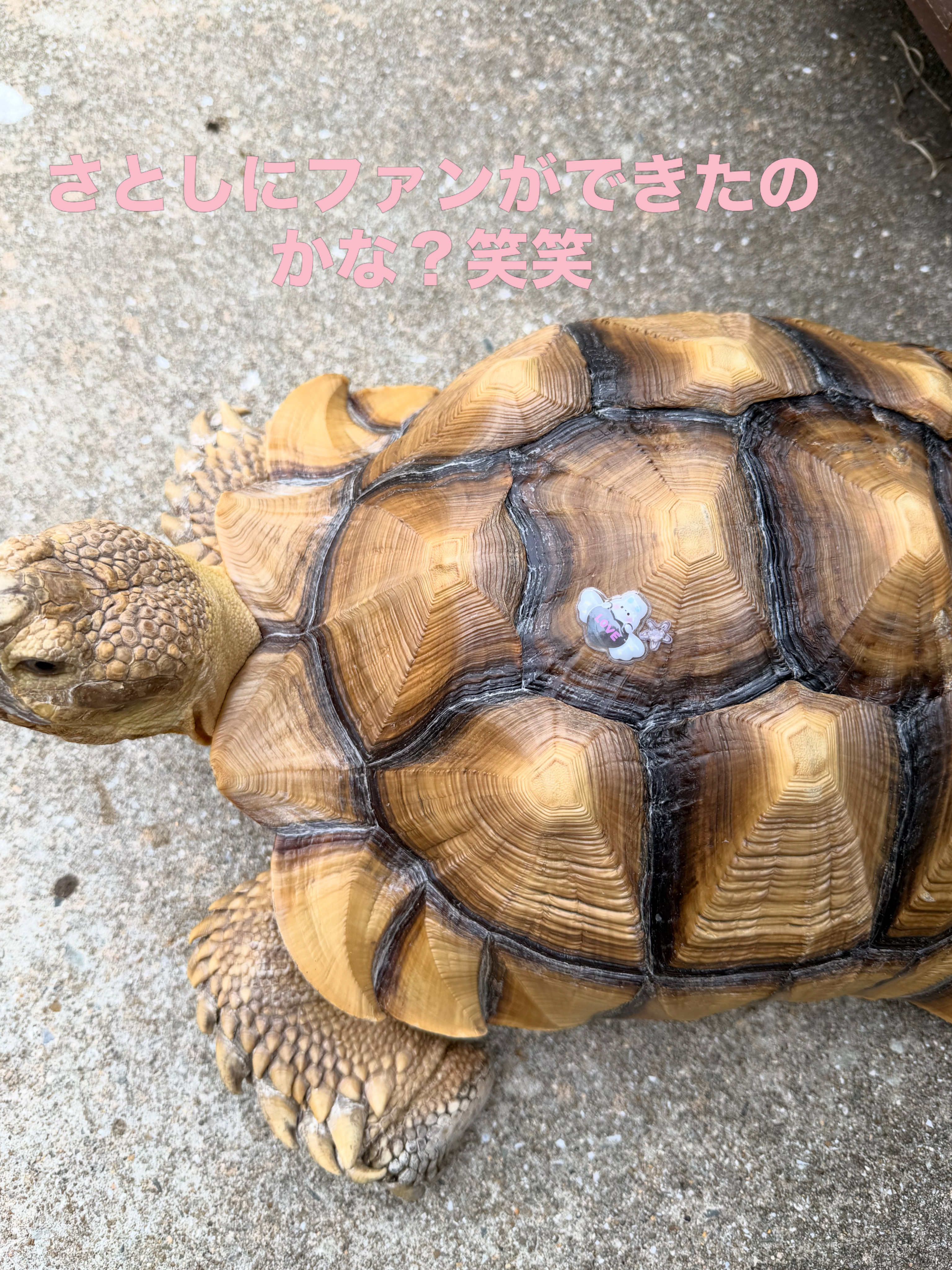 社員紹介！広報担当の亀ちゃん（本名：さとし）です！